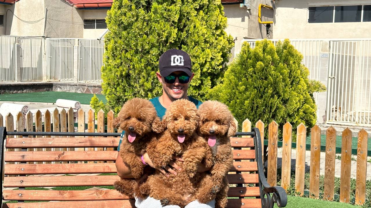 مولد نژاد پودل مینیاتوری لاویوا